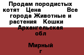 Продам породистых котят › Цена ­ 15 000 - Все города Животные и растения » Кошки   . Архангельская обл.,Мирный г.
